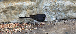 Image of Junco hyemalis carolinensis Brewster 1886