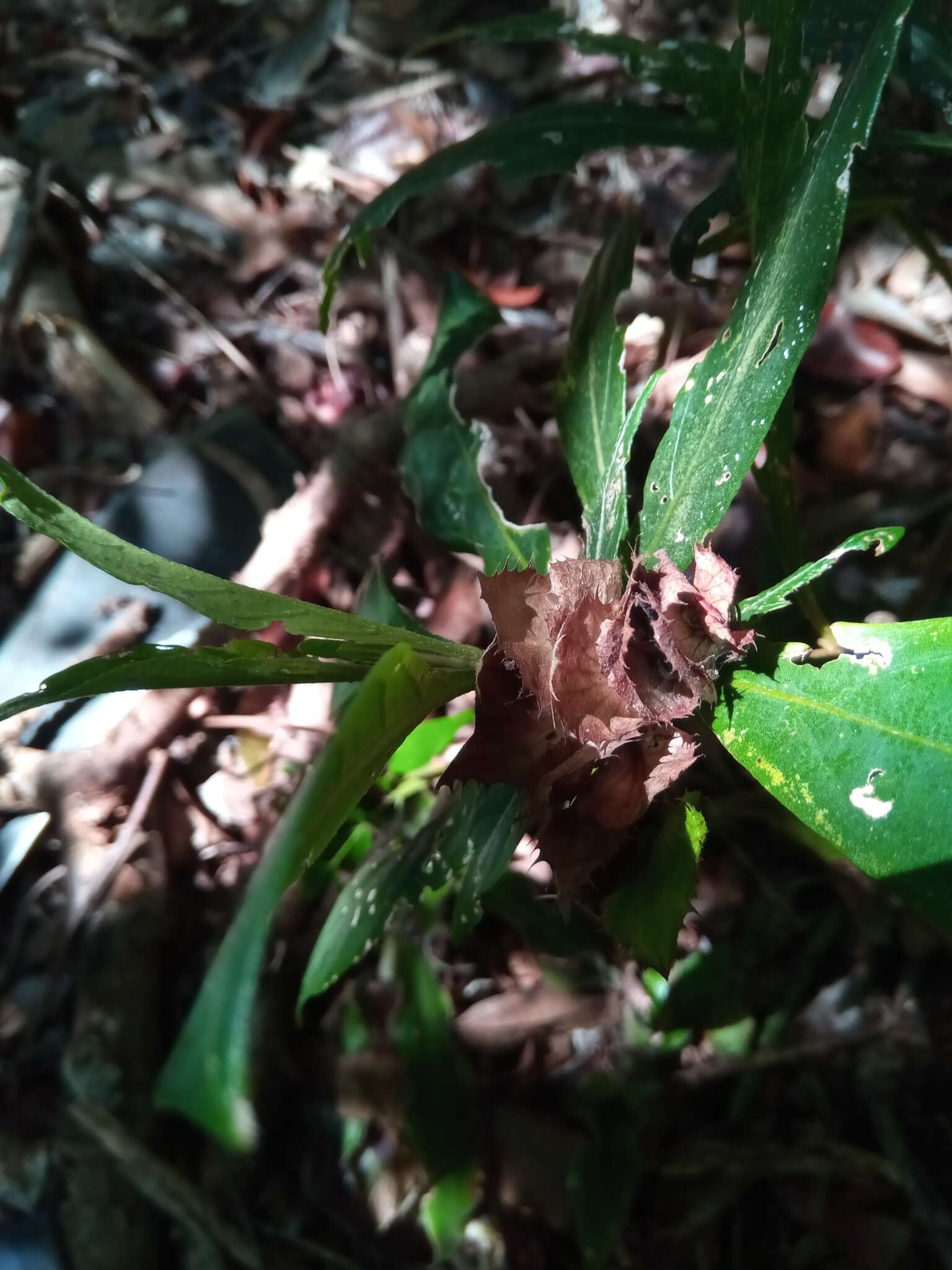 Imagem de Barleria paucidentata Benoist