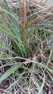 Image of Xanthorrhoea minor subsp. lutea D. J. Bedford