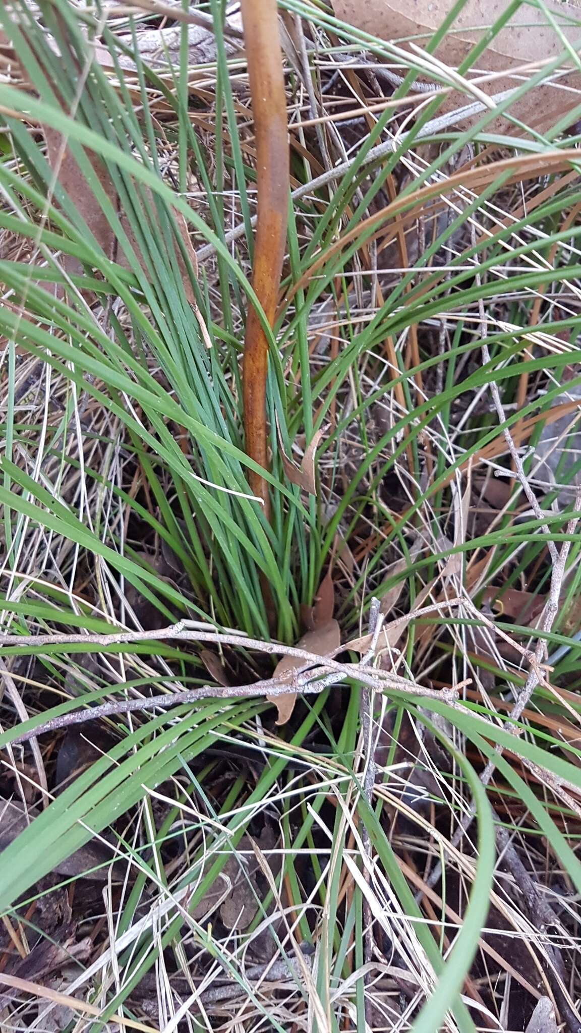 Image of Xanthorrhoea minor subsp. lutea D. J. Bedford