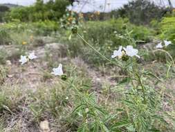 Image of Texas manjack