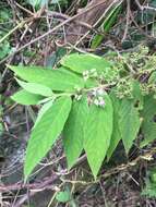 Image of Callicarpa pilosissima Maxim.