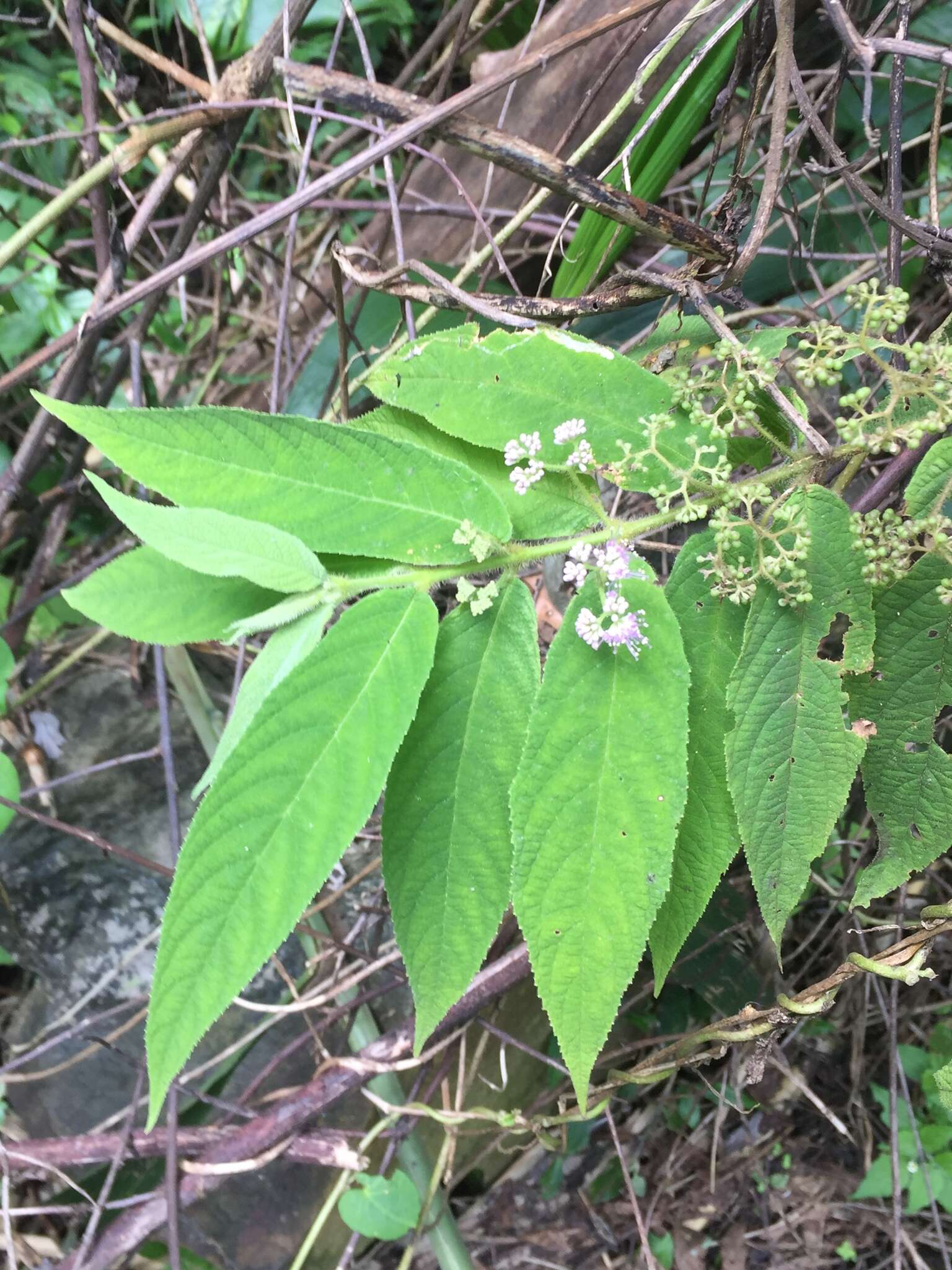 صورة Callicarpa pilosissima Maxim.