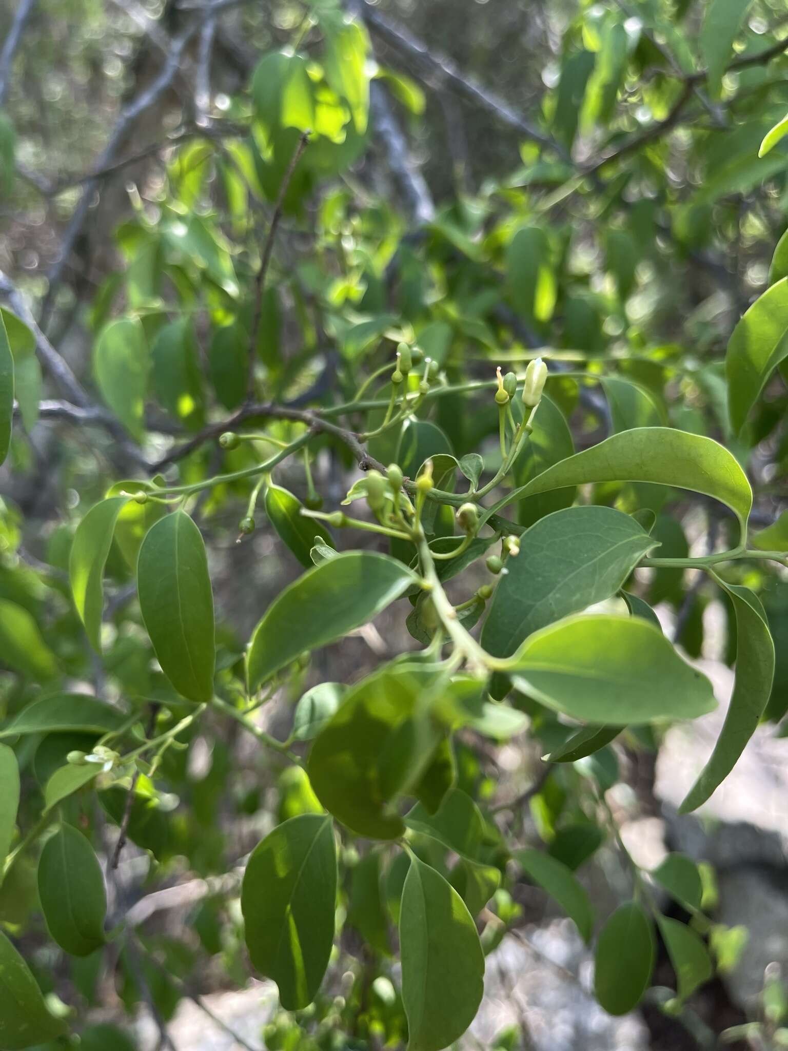 Image of Olax dissitiflora Oliver