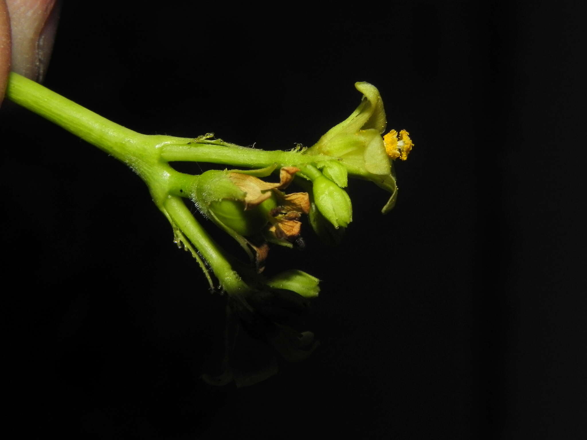Image of Jatropha glandulifera Roxb.
