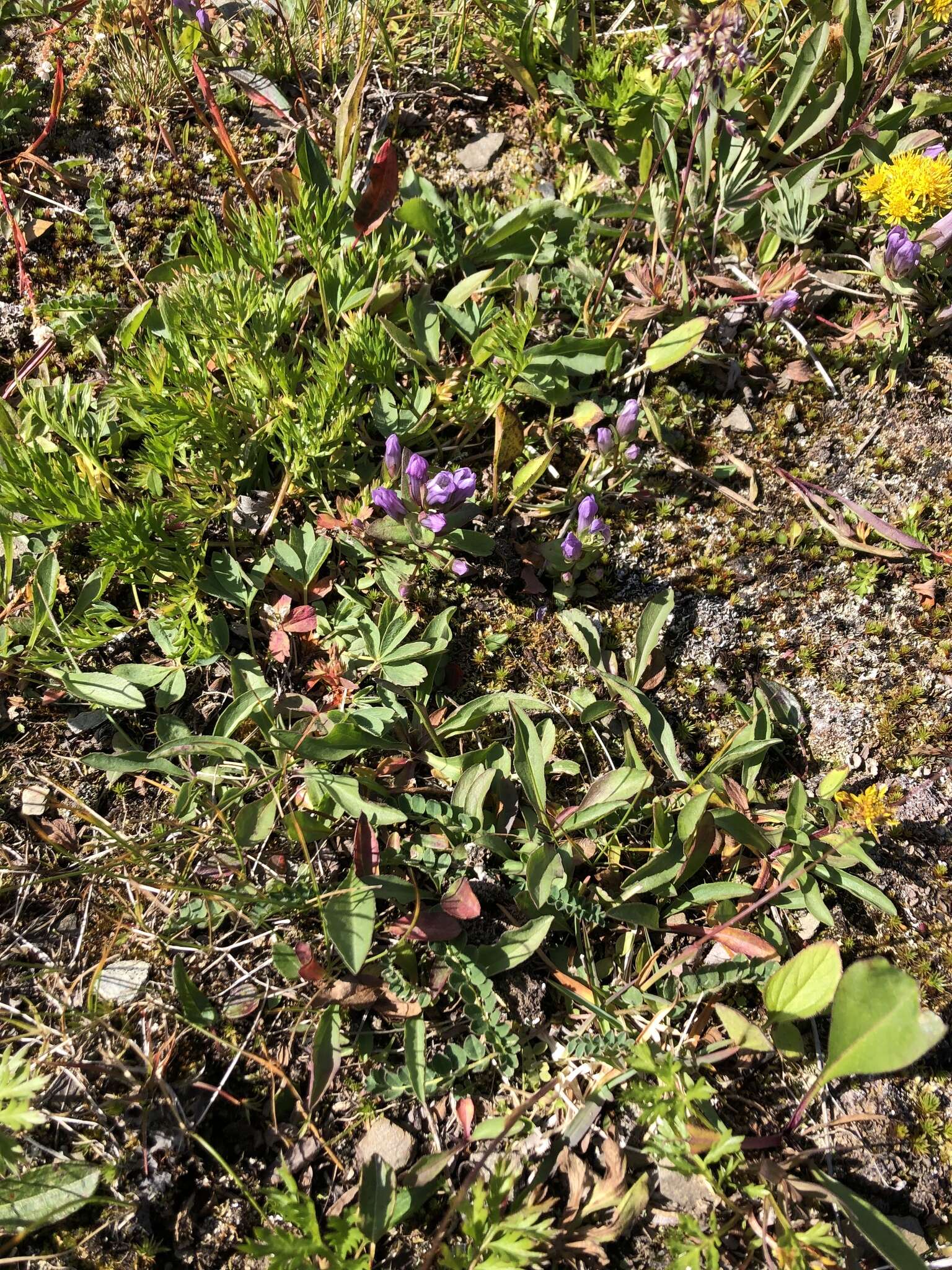 Image of Four-Part Dwarf-Gentian