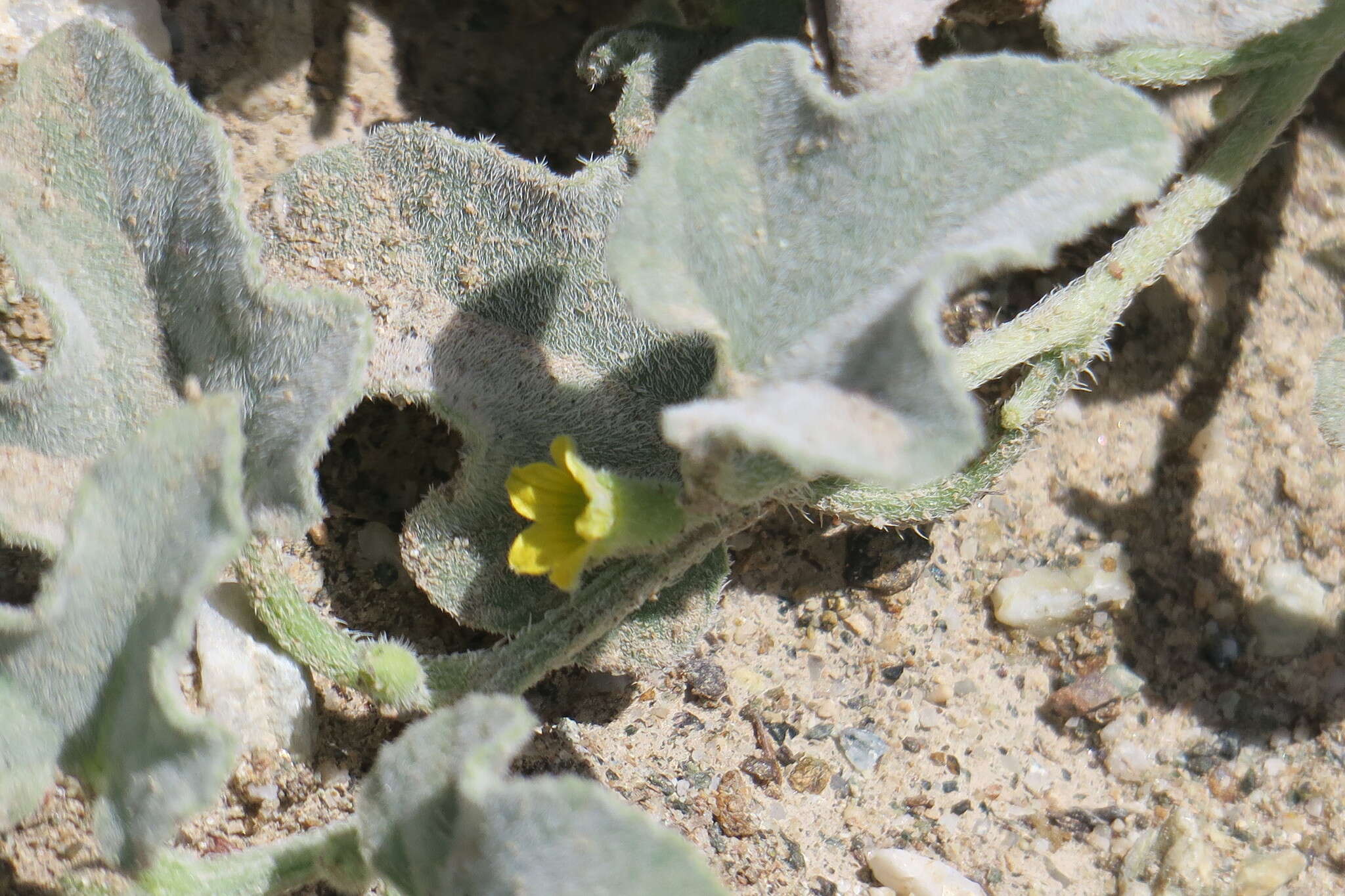 Plancia ëd Cucumis prophetarum L.