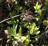 Image of Crassula obtusa Haw.