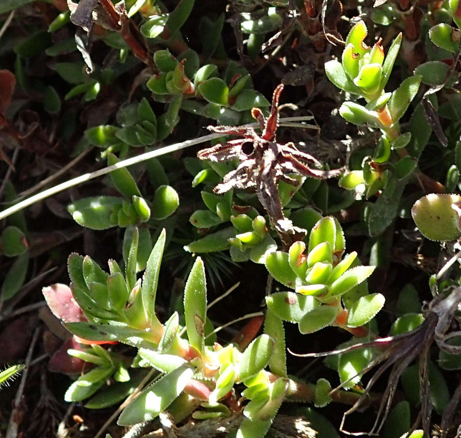 Image of Crassula obtusa Haw.