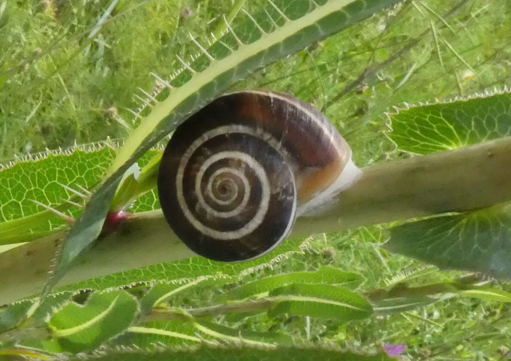 Image of Xerosecta arigonis (A. Schmidt 1853)