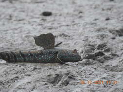 Image of Blue-spotted Mudskipper