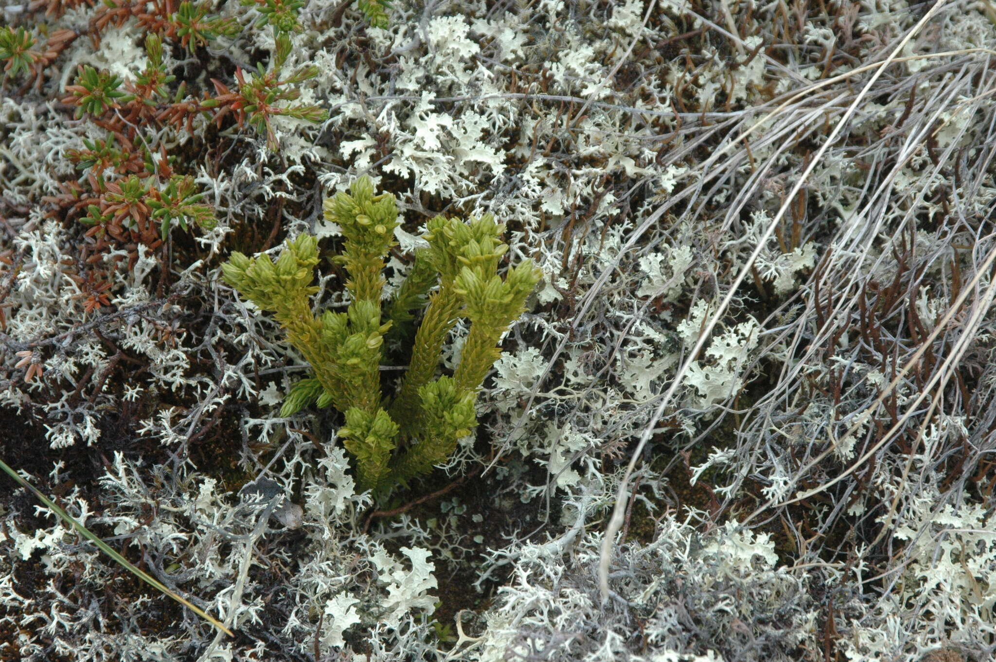 Imagem de Huperzia selago (L.) Bernh.