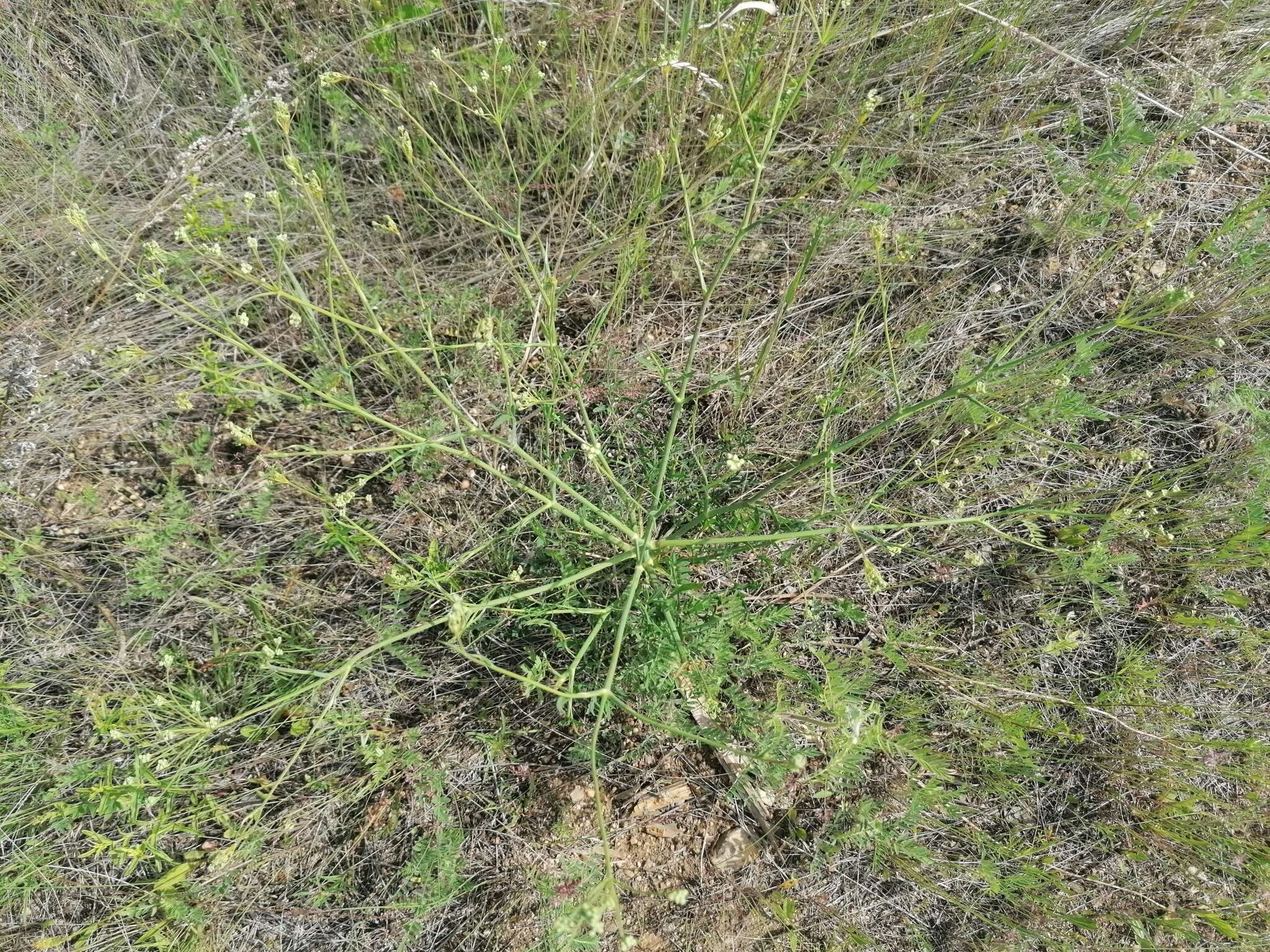 Saposhnikovia divaricata (Turcz.) Schischk. resmi