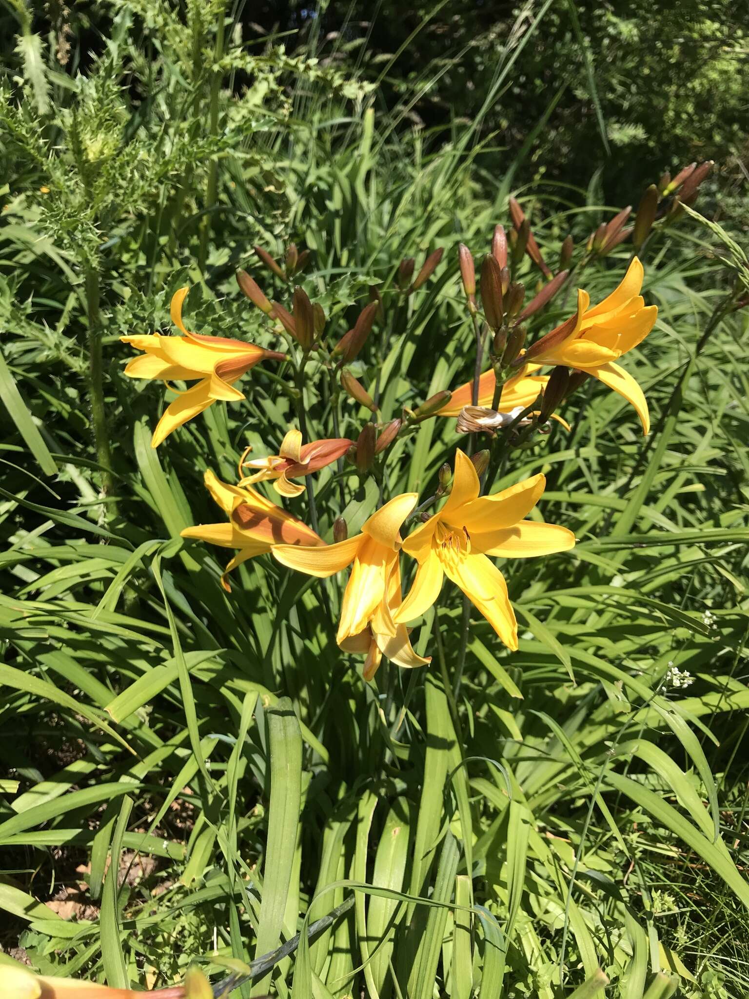 Image of Dumortier's daylily