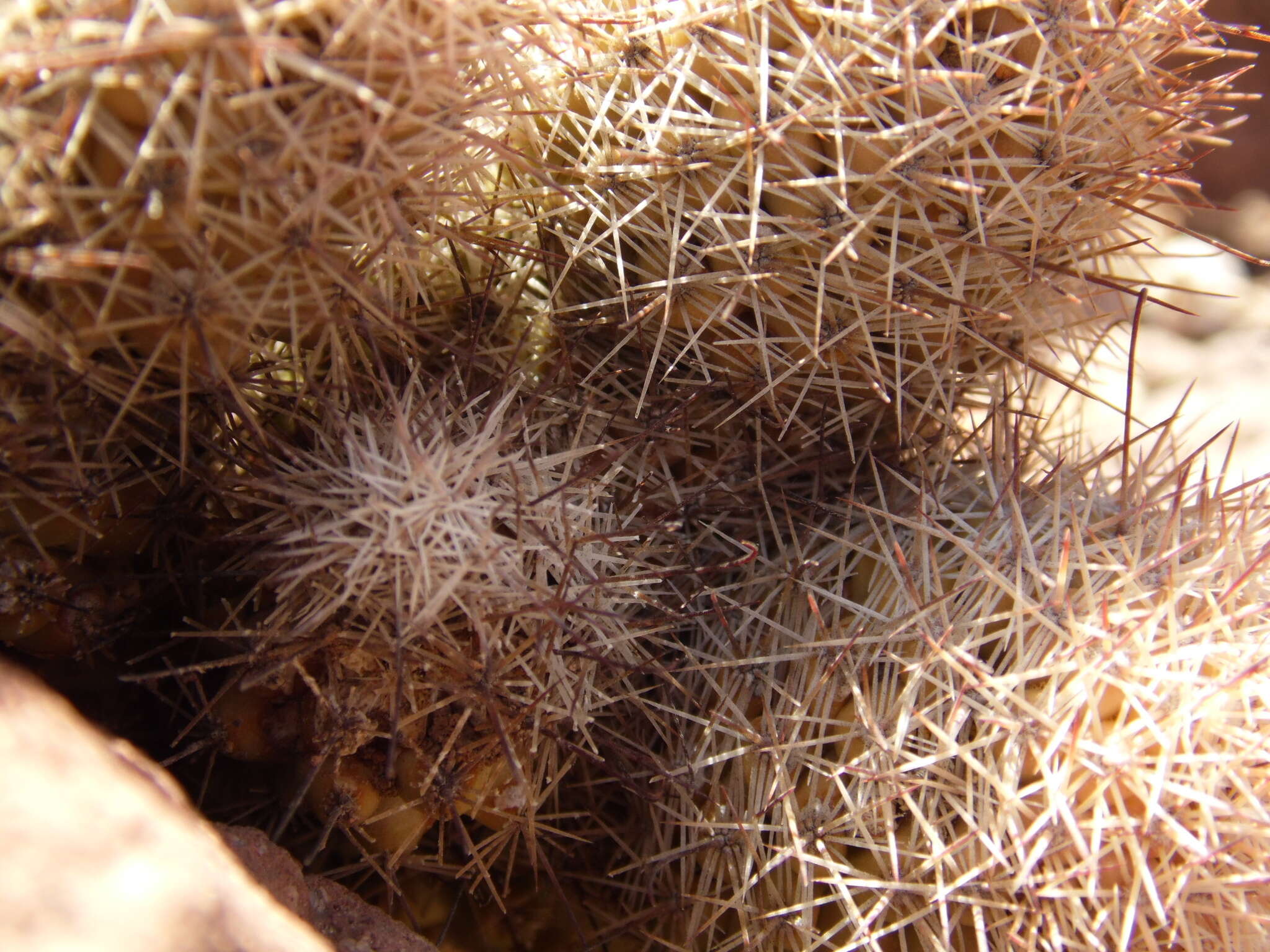 Image of Mammillaria albicans subsp. fraileana (Britton & Rose) D. R. Hunt