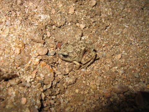 Image of Spencer's Burrowing Frog