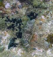 Image of Gangetic pufferfish