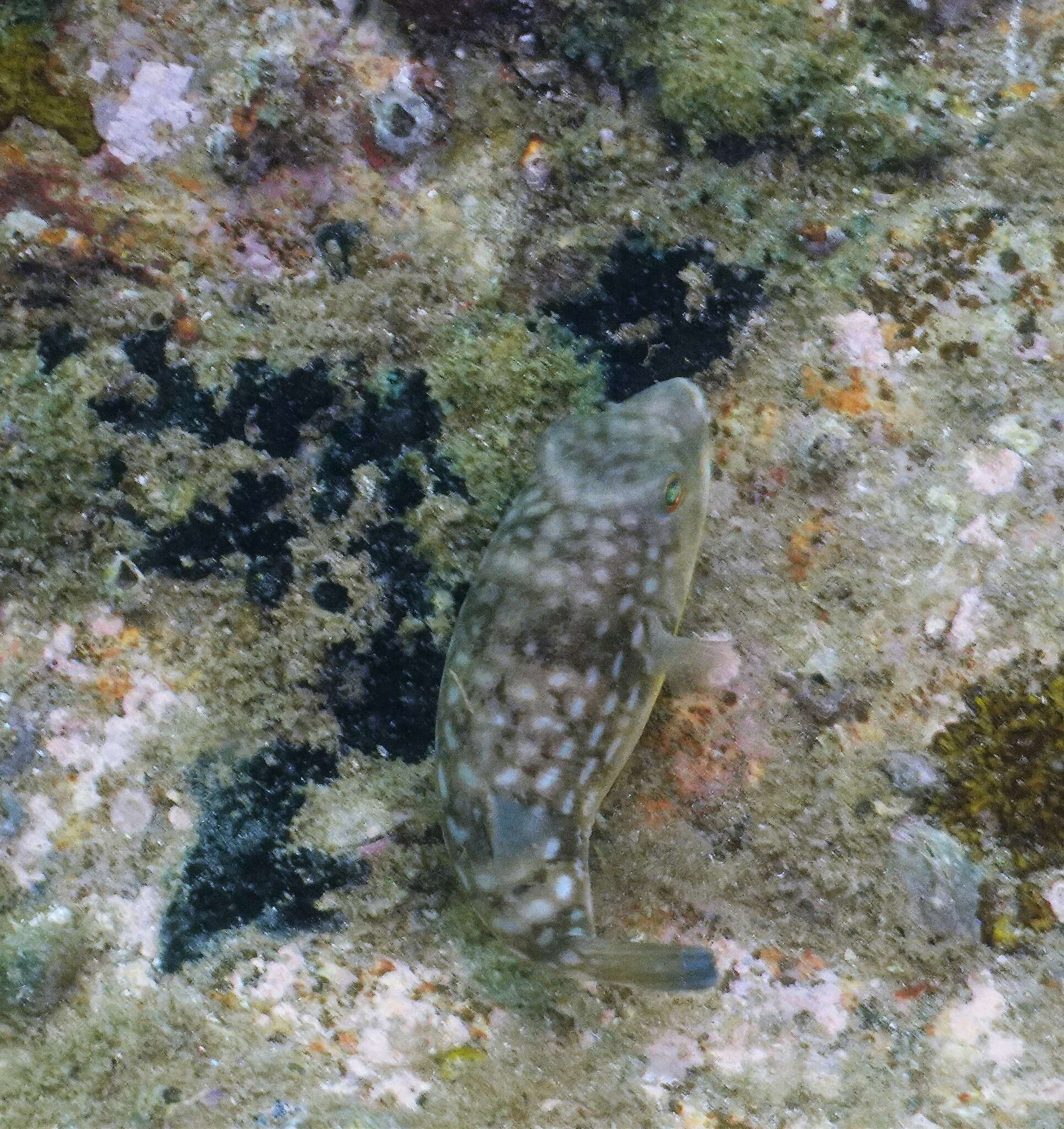 Image of Gangetic pufferfish