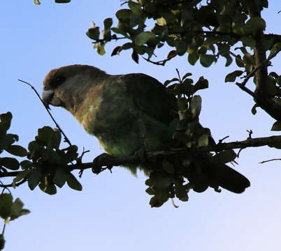 Image of Southern Brown-headed Parrot