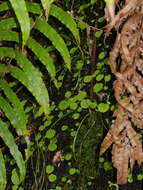 Image of Corybas papa Molloy & Irwin