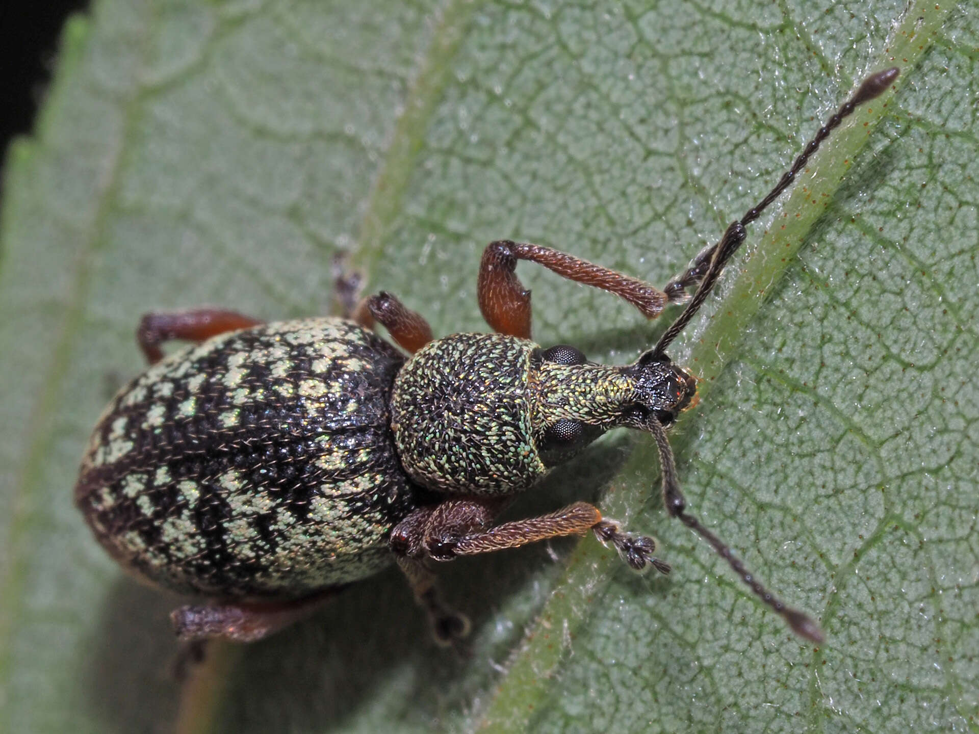 Imagem de Otiorhynchus (Majetnecus) lepidopterus (Fabricius 1794)