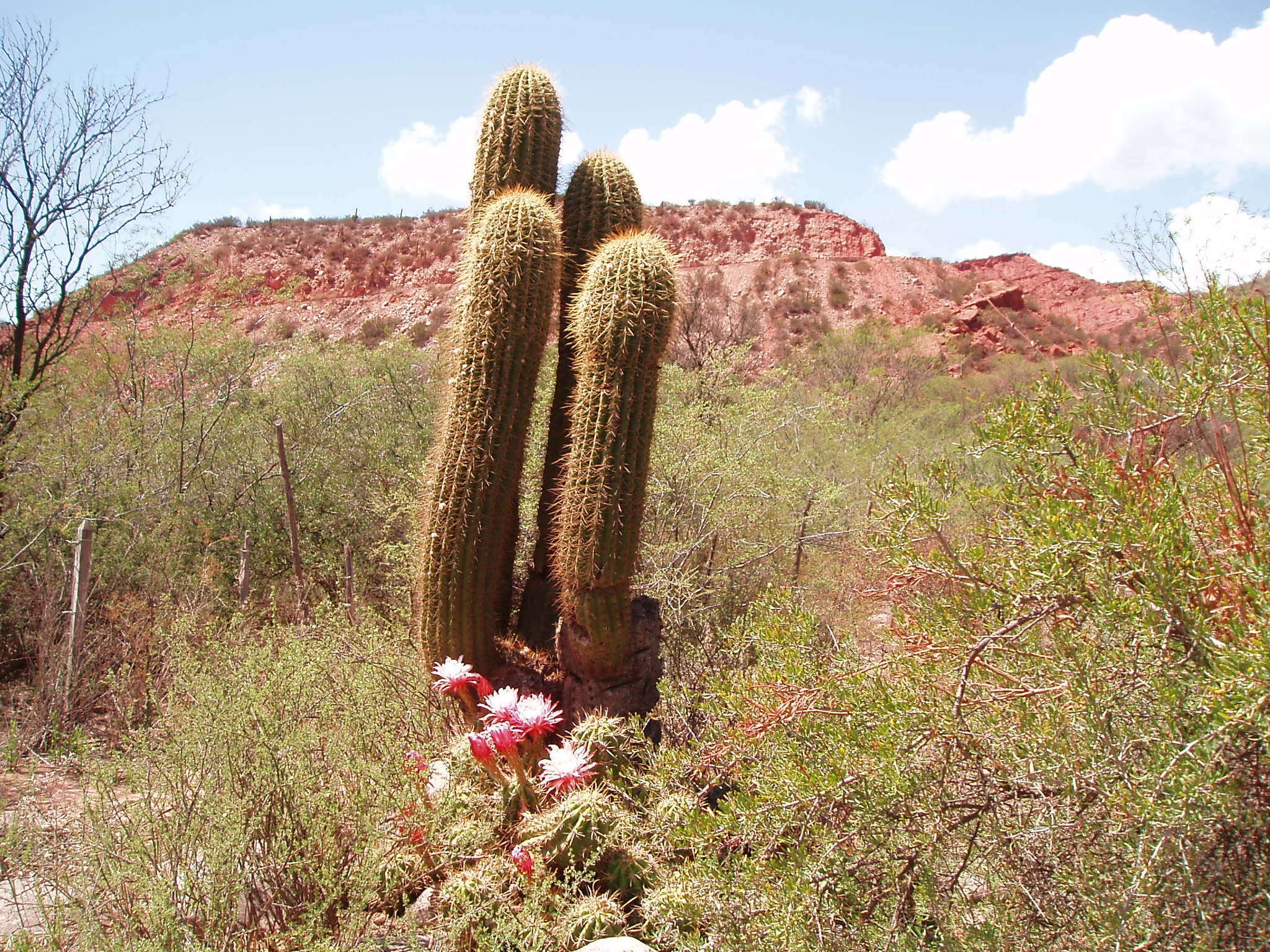 Image de Echinopsis terscheckii (J. Parm. ex Pfeiff.) H. Friedrich & G. D. Rowley