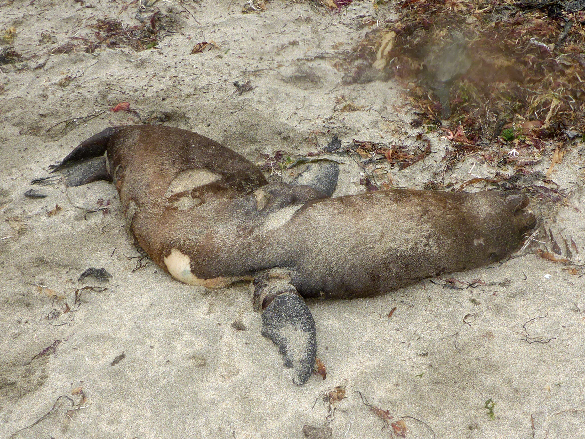 Image of northerns sea lions