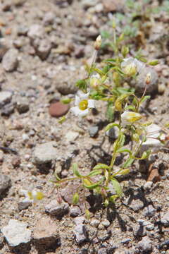 Image of bellshape gilia