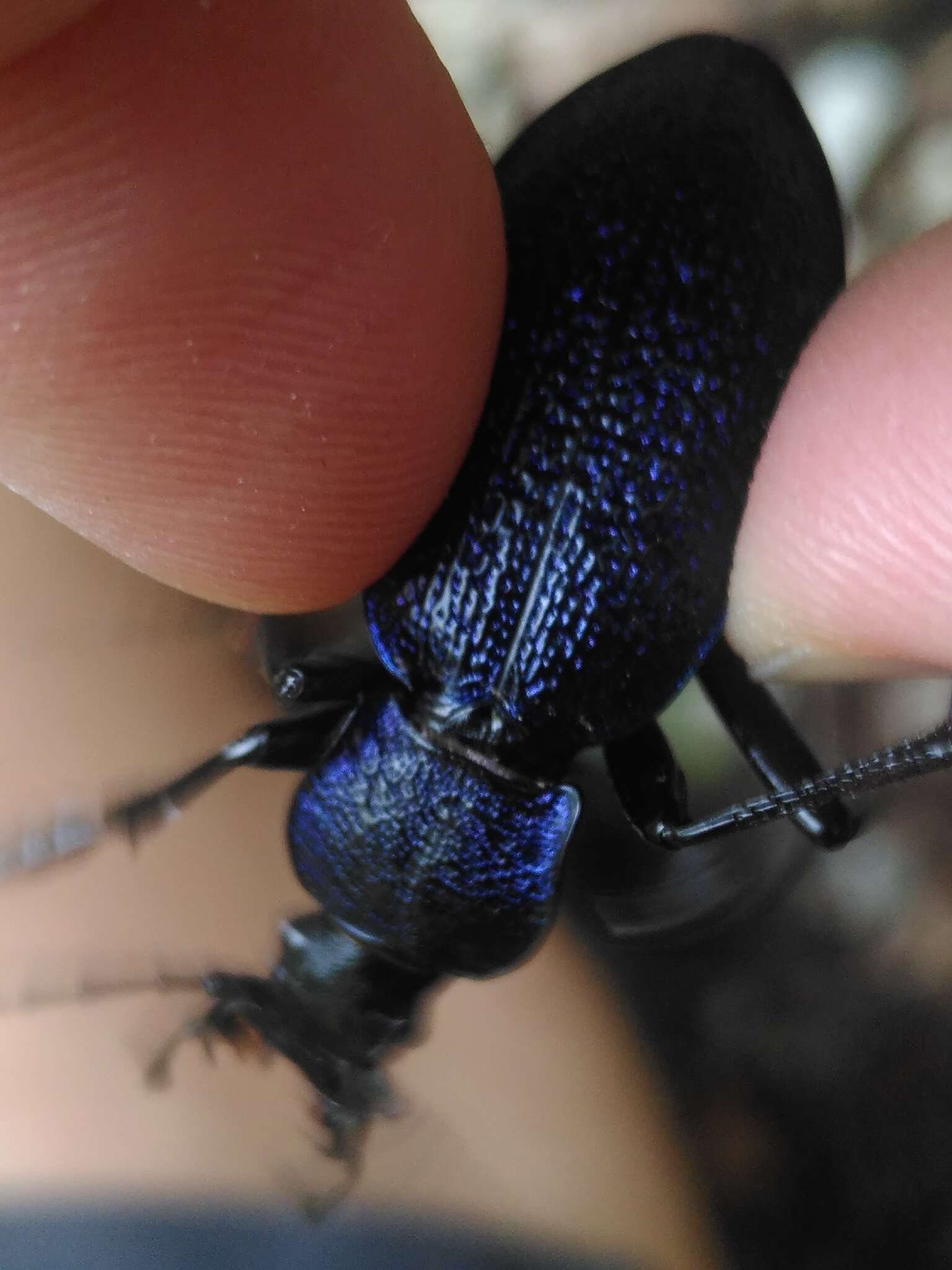 Image of Carabus (Megodontus) caelatus Fabricius 1801