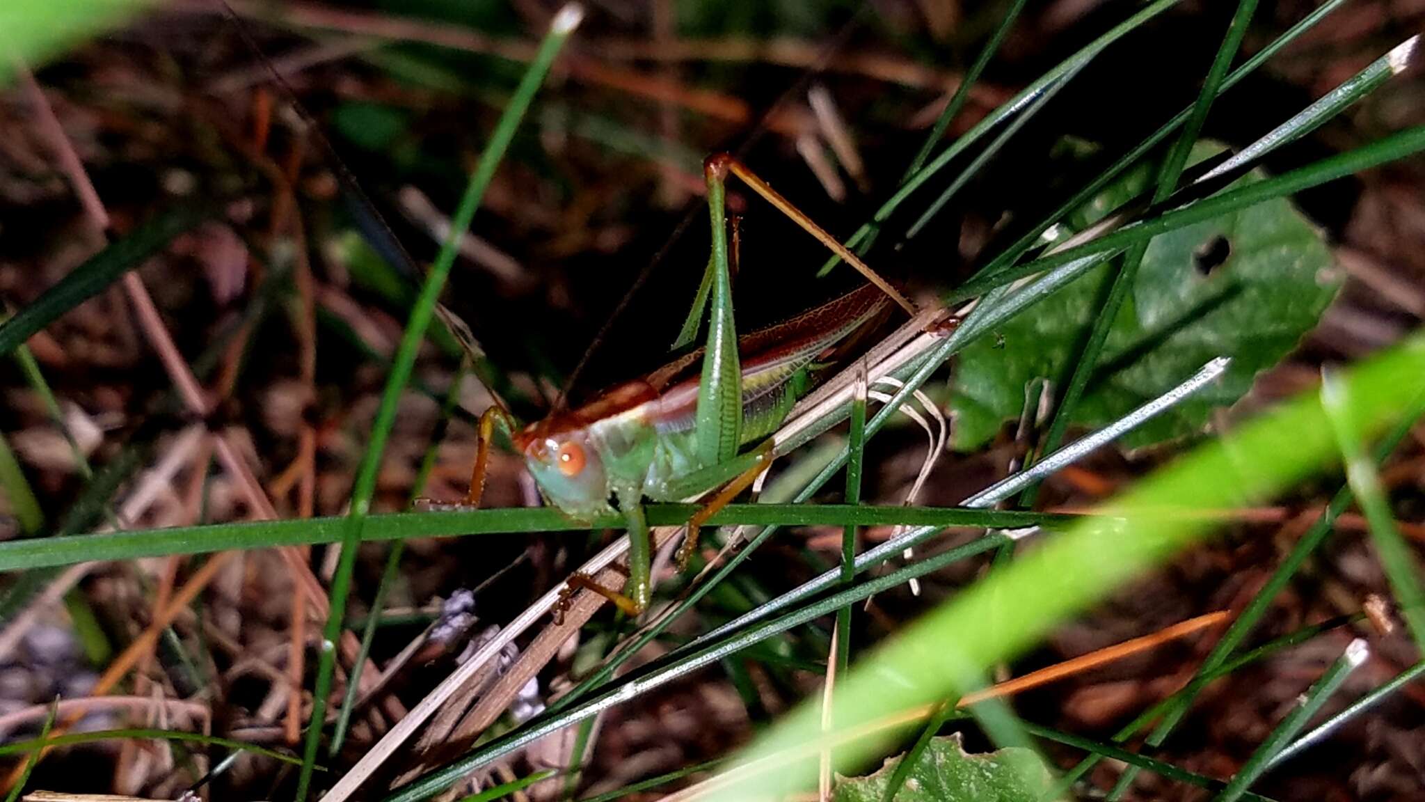 Orchelimum (Orchelimum) minor Bruner & L. 1891的圖片