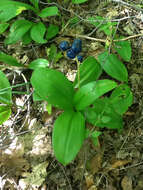 Слика од Clintonia borealis (Aiton) Raf.