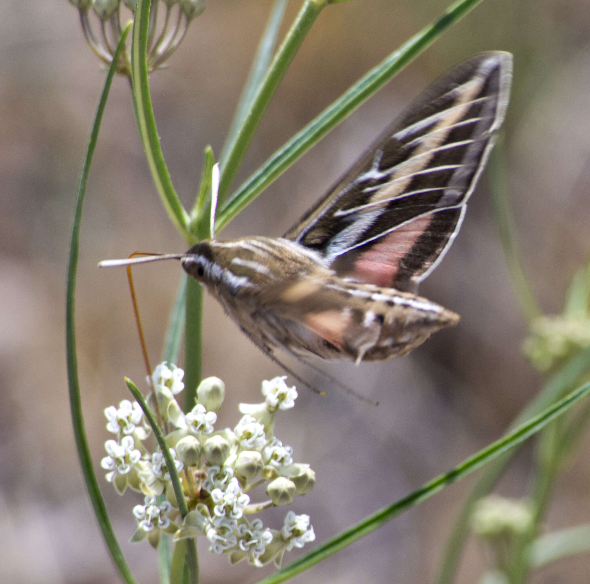 Image of horsetail milkweed