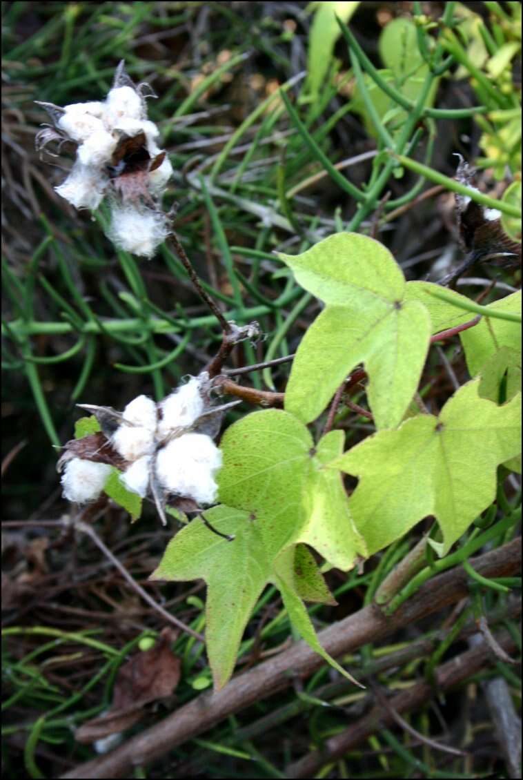 Image of Darwin's Cotton