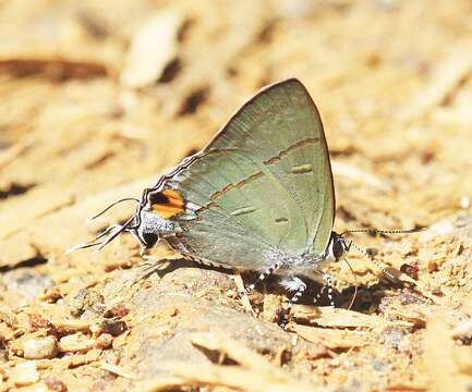 Image de Hypolycaena erylus gamatius Fruhstorfer 1912