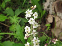 Слика од Maianthemum szechuanicum (F. T. Wang & Tang) H. Li