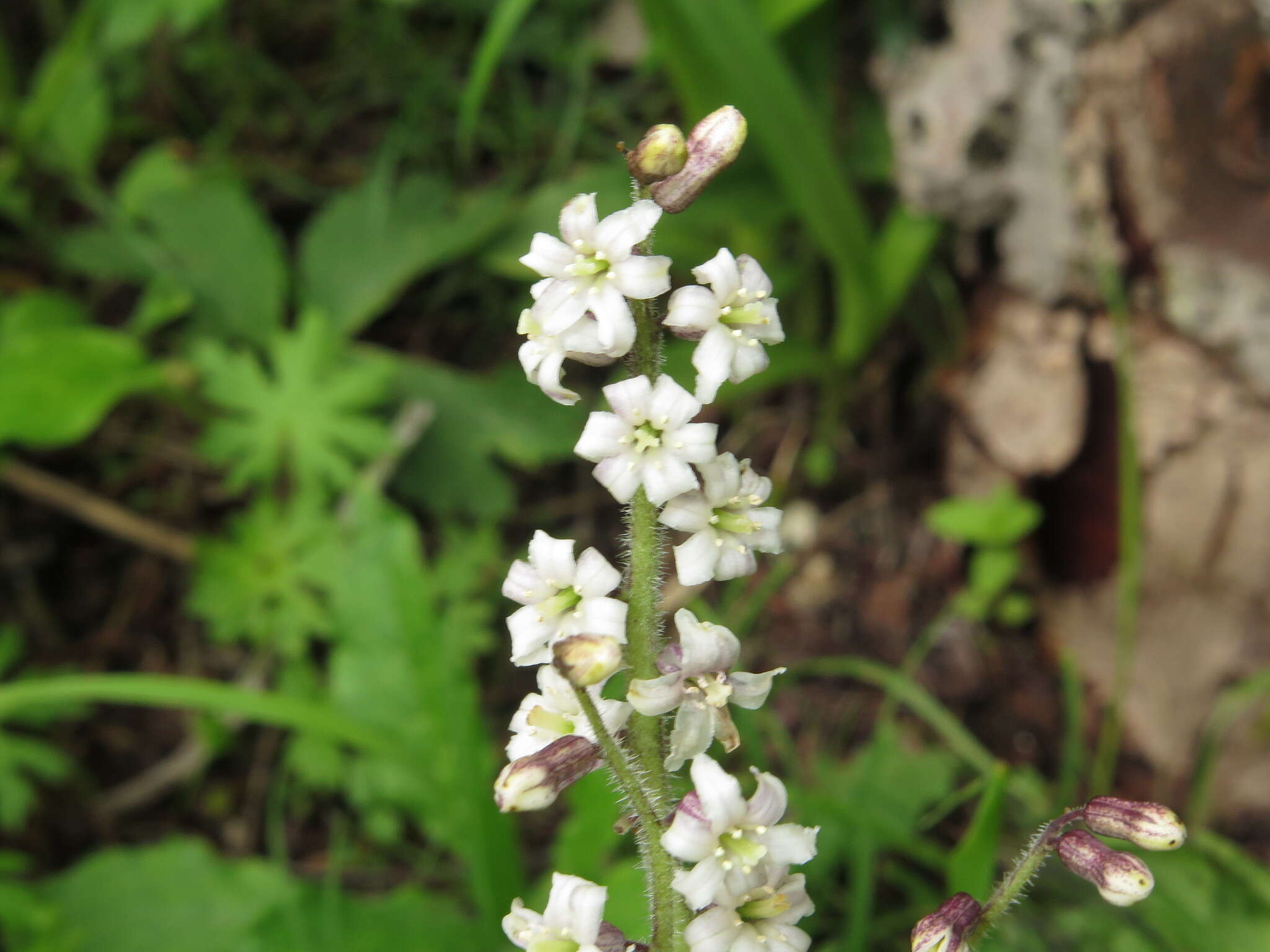 Слика од Maianthemum szechuanicum (F. T. Wang & Tang) H. Li