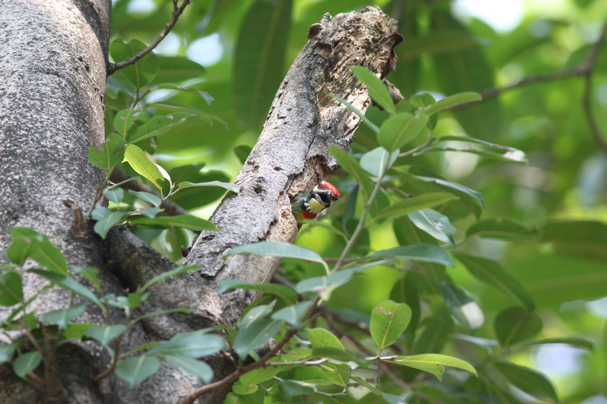 Psilopogon haemacephalus indicus (Latham 1790) resmi