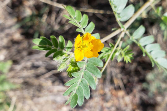 Image of warty caltrop