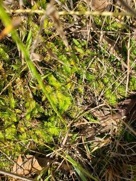 Image of southern bog clubmoss