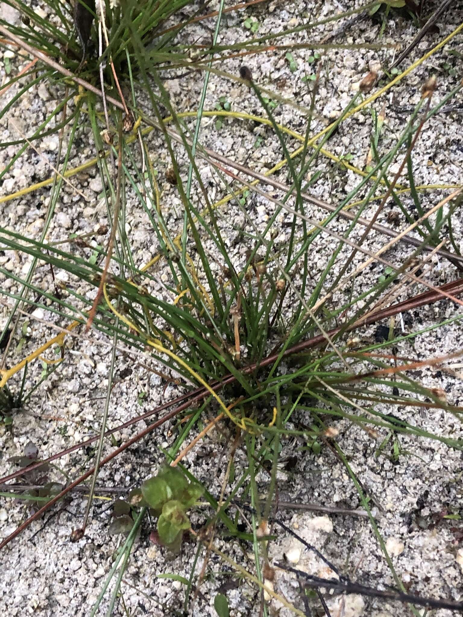 Plancia ëd Eleocharis geniculata (L.) Roem. & Schult.