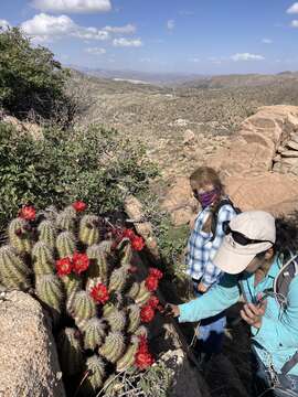 Image of Arizona Hedgehog Cactus