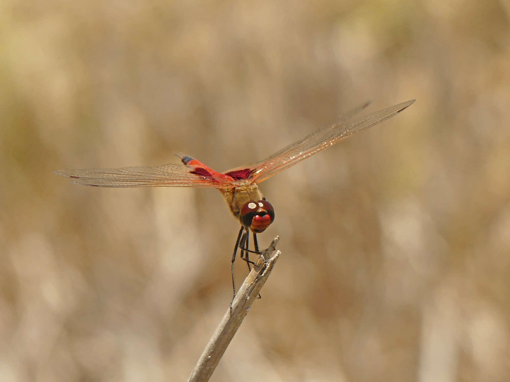 Image of Common Glider