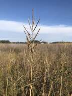 Image of Big Cord Grass