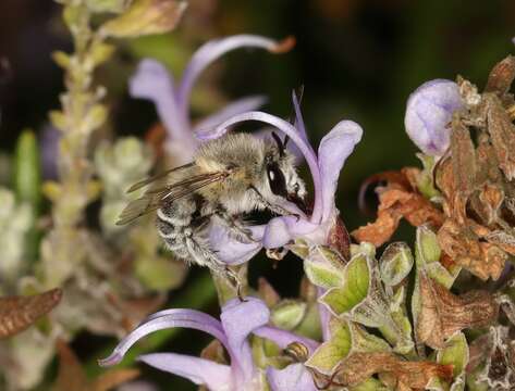 Image of Anthophora pubescens (Fabricius 1781)