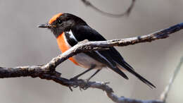 Image of Red-capped Robin