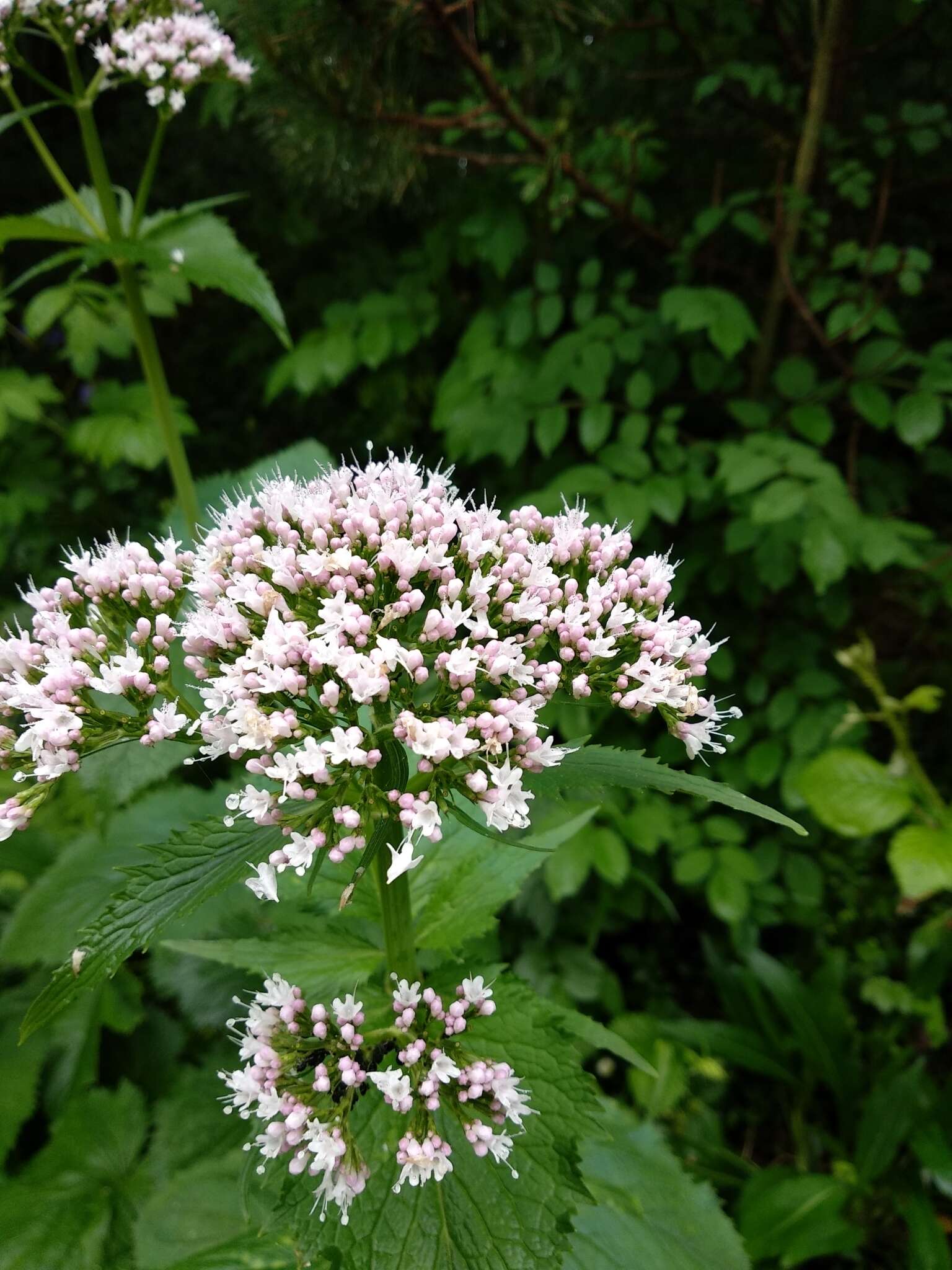 Image of Valeriana pyrenaica L.