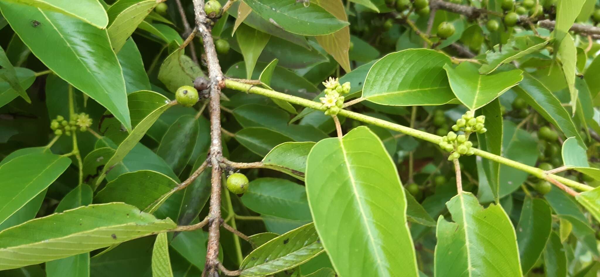 Image of Karwinskia calderonii Standl.