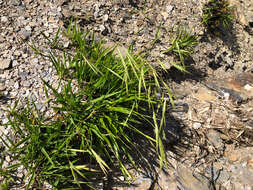 Image of Brachypodium kawakamii Hayata