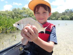 Image of Flagfin Mojarra