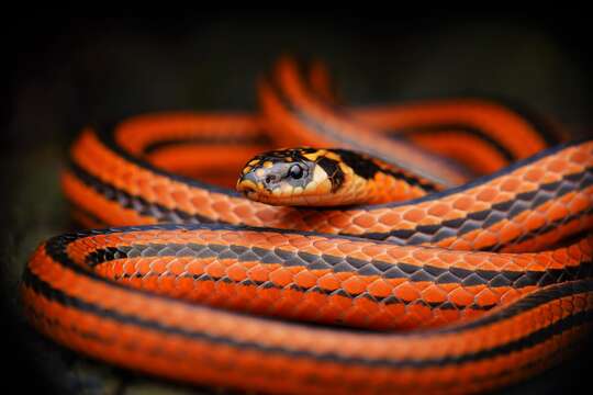 صورة Calliophis nigrescens Günther 1862